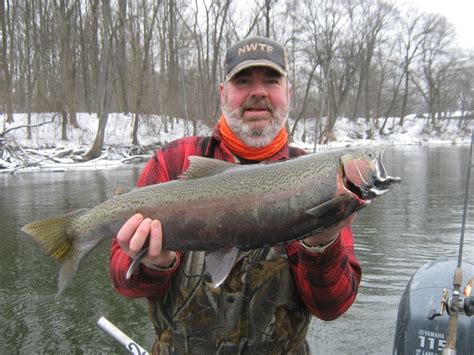 A Steelhead From The St Joe River Feb 2013 Michigan Fishing Great