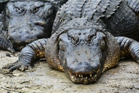 Conheça alguns fatos curiosos sobre os jacarés - Mega Curioso