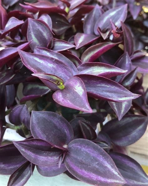 Tradescantia Zebrinus Purple Wandering Jew Shades Of Green Inc