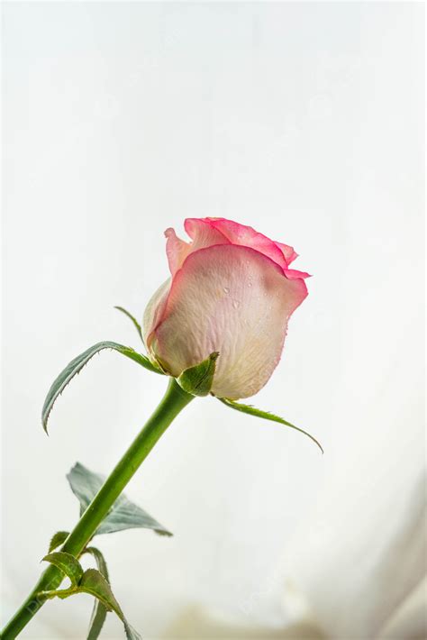 Tanabata Valentine S Day Rose Photography Background Wallpaper Image