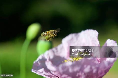 259 Pollen Basket Stock Photos, High-Res Pictures, and Images - Getty Images