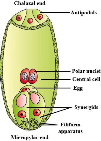 With A Neat Labelled Diagram Describe The Parts Of A Mature