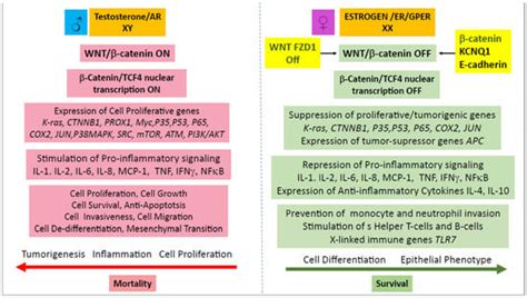 Genes Free Full Text Sex Differences In Colon Cancer Genomic And