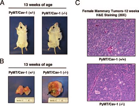 Gross And Histopathological Appearance Of Excised Tumors At 12 And 13