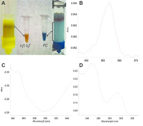 A Shows The Distinct Colors Of Cyt B 6 F Brown And Plastocyanin