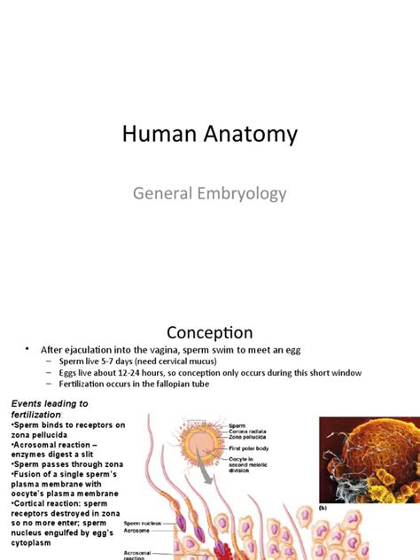 The Stages of Human Development: From Conception to Birth | PDF ...