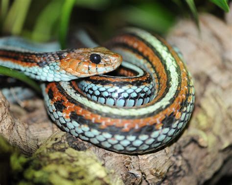 10 Reasons Why Your Snake Is Not Eating And How To Help Reptile Craze