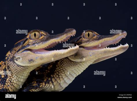 American Alligator Alligator Mississippiensis Stock Photo Alamy