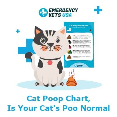 Cat Poop Chart - Is Your Cat's Poop Normal? Runny or Hard?