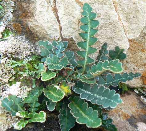 Asplenium Ceterach Plant Biodiversity Of South Western Morocco