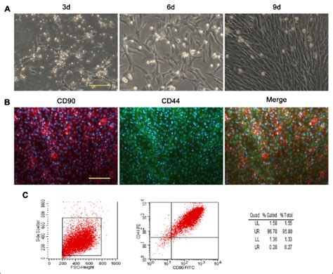 Phase Contrast Image And Identification Of Rat Bmscs A Light