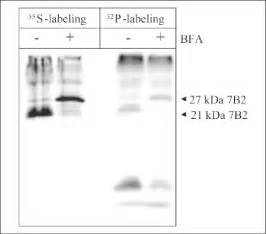 27 Kda 7b2 Is Phosphorylated Prior To Cleavage To Its 21 Kda And