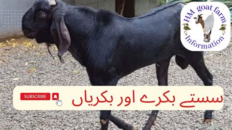 Milking Lowest Price Goats 2024 Ki Gurbani K Liya Bakry Desi Sasti