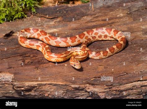 Corn Snake Elaphe Guttata Pantherophis Guttatus Breed Moteley Stock