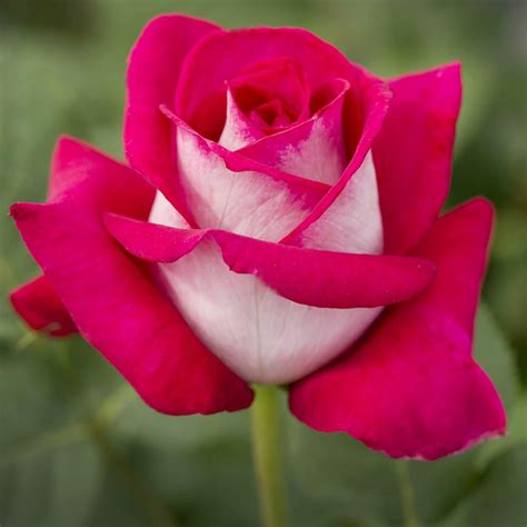 Osiria Hybrid Tea Rose Seeds Distinctive And Captivating