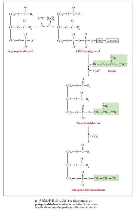 Synthesis of Acylglycerols and Compound Lipids