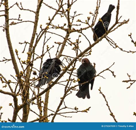 Brown-headed cowbirds stock image. Image of three, head - 275247039