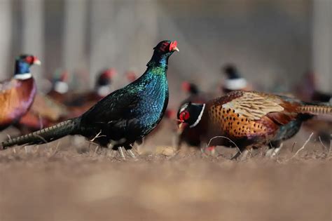 Green Pheasants Phasianus Versicolor Information Earth Life