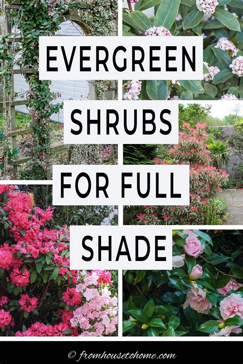 Evergreen Shrubs For Shade That Look Good All Year Evergreen Plants Shade Shrubs Evergreen