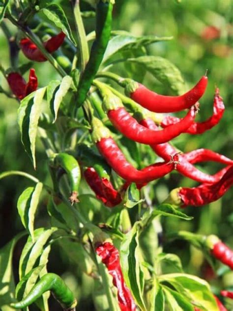 Black Thrips Symptoms In Chilli Bighaat