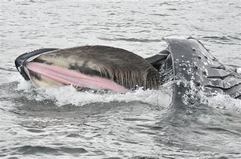 labolycée baleine