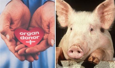 Transplant breakthrough: Pig-to-human heart transplants possible ‘within three years’ | Science ...