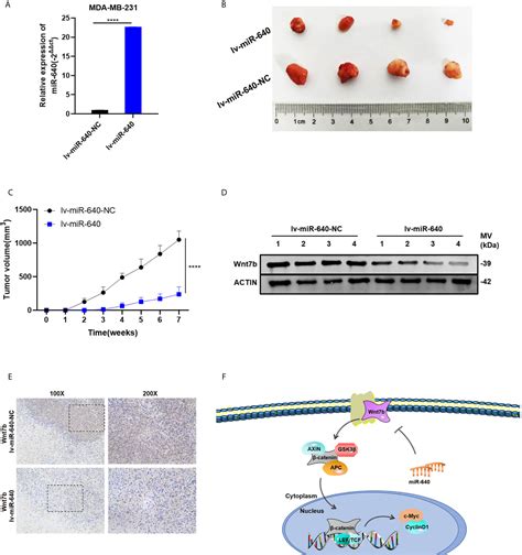 Frontiers The Role Of Mir A Potential Suppressor In Breast