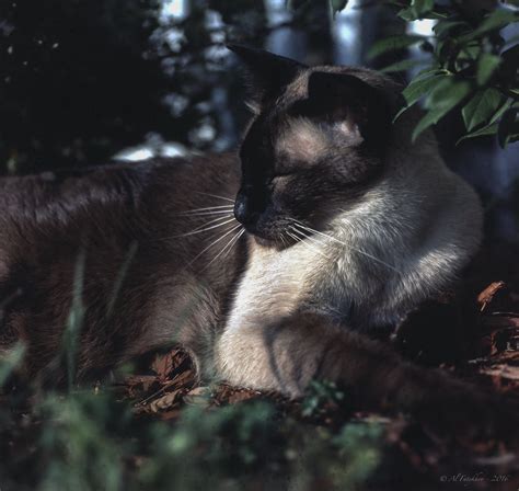 Vaska on film | NowDreamer | Flickr