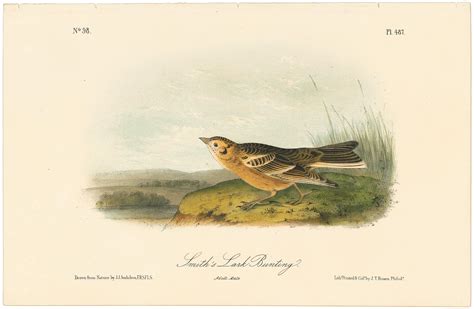 Audubon 2nd Ed Octavo Pl 487 Smith S Lark Bunting 2nd Edition