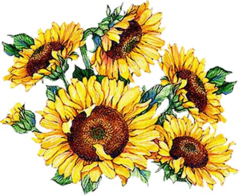 Clip Art Sunflower Free Cliparts F