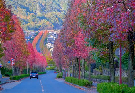 京都の紅葉“穴場”スポットインスタ映え紅葉スポット♪京都西山の柿紅葉＆モミジバフウ とっておきの京都プロジェクト