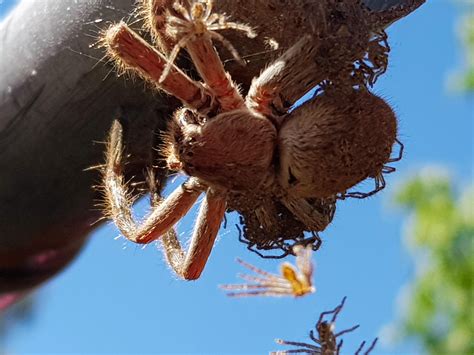 Thought you might like these sky diving huntsman. (South Australia) : r