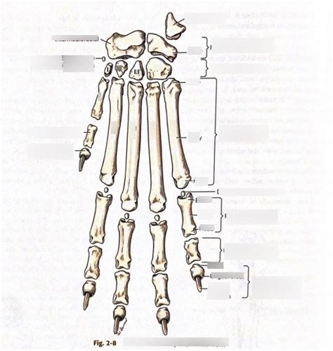 Anatomy of the paw Diagram | Quizlet