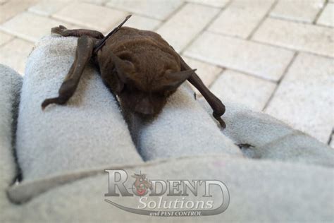 Why Are Bats Protected In Florida