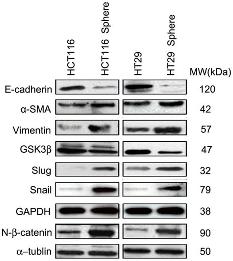 The Wnt Catenin Signaling Is Constitutively Activated In Spheroid