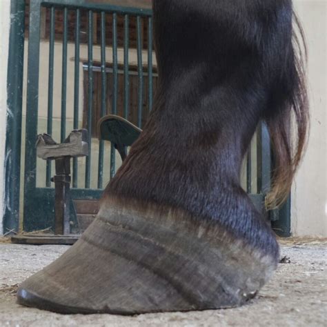 How To Recognise Laminitis In Your Horse Artofit