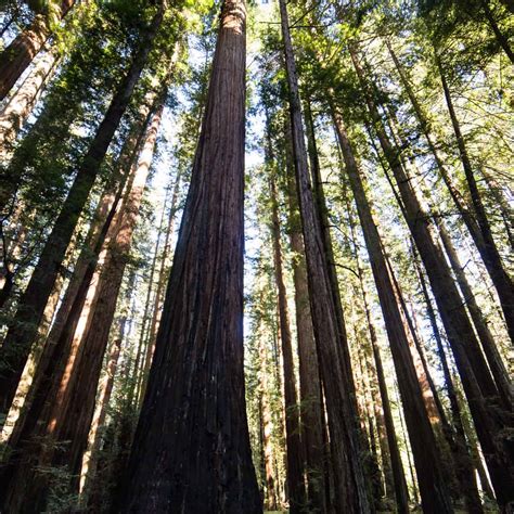 Humboldt Redwoods State Park | North Coast - Kingdom California