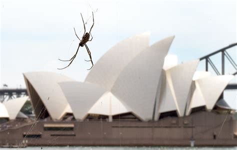 5 poisonous insects in Australia explained for int'l students