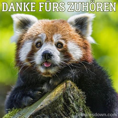 Danke für eure aufmerksamkeit bild Panda