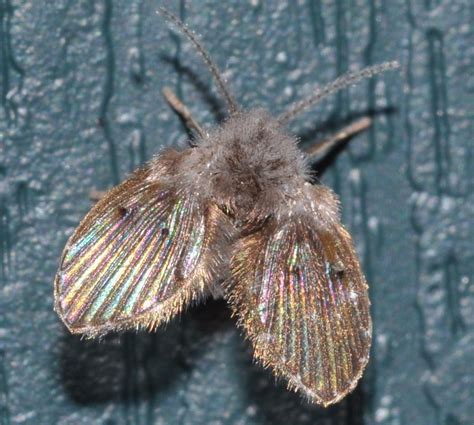 Moth Fly Or Drain Fly Diptera Psychodidae These Are Very Flickr