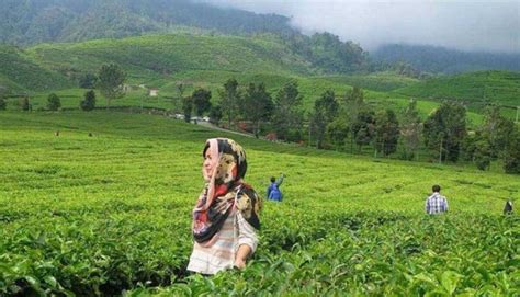 Destinasi Wisata Kebun Teh Alahan Panjang Sumatera Barat Topwisata