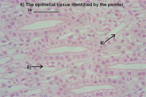 Epithelial Tissue Slides Quiz