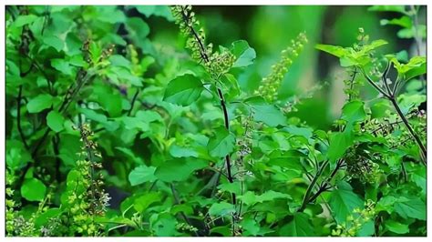 Tulsi Benefits मंदिर से तुलसी घर लाने पर मिलते हैं कई लाभ बस करें ये