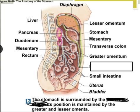 Digestive System Body Tissues Quiz Flashcards Quizlet