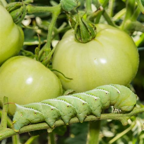 How To Keep Tomato Hornworms Off Tomato Plants With Ease