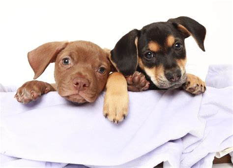 National Puppy Day Is March 23 Shelter Animals Count