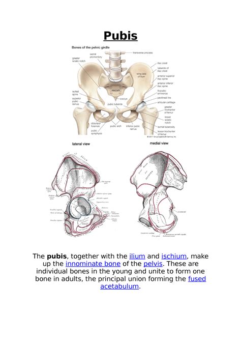 Pubis Notes And Information On The Bones In The Pelvic Girdle For Human Osteology Pubis The