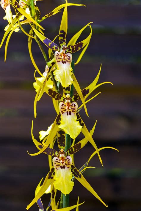 Brassia Verrucosa Orchid Flower Free Photo On Pixabay Orchid Flower