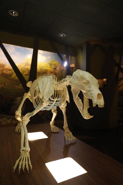 En Im Genes Montaje Del Esqueleto De La Osa Tola En La Casa Del Oso