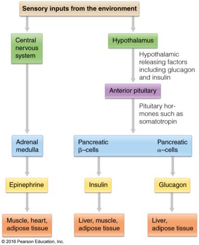 Chapter 20 Mechanisms Of Signal Transduction Flashcards Quizlet